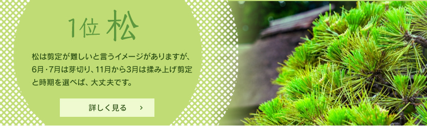 1位 松　松は剪定が難しいと言うイメージがありますが、6月・7月は芽切り、11月から3月は揉み上げ剪定と時期を選べば、大丈夫です。