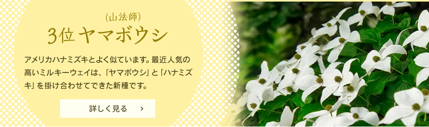 3位 ヤマボウシ　アメリカハナミズキとよく似ています。 最近人気の高いミルキーウェイは、「ヤマボウシ」と「ハナミズキ」を掛け合わせてできた新種です。