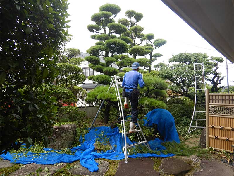 庭木の剪定