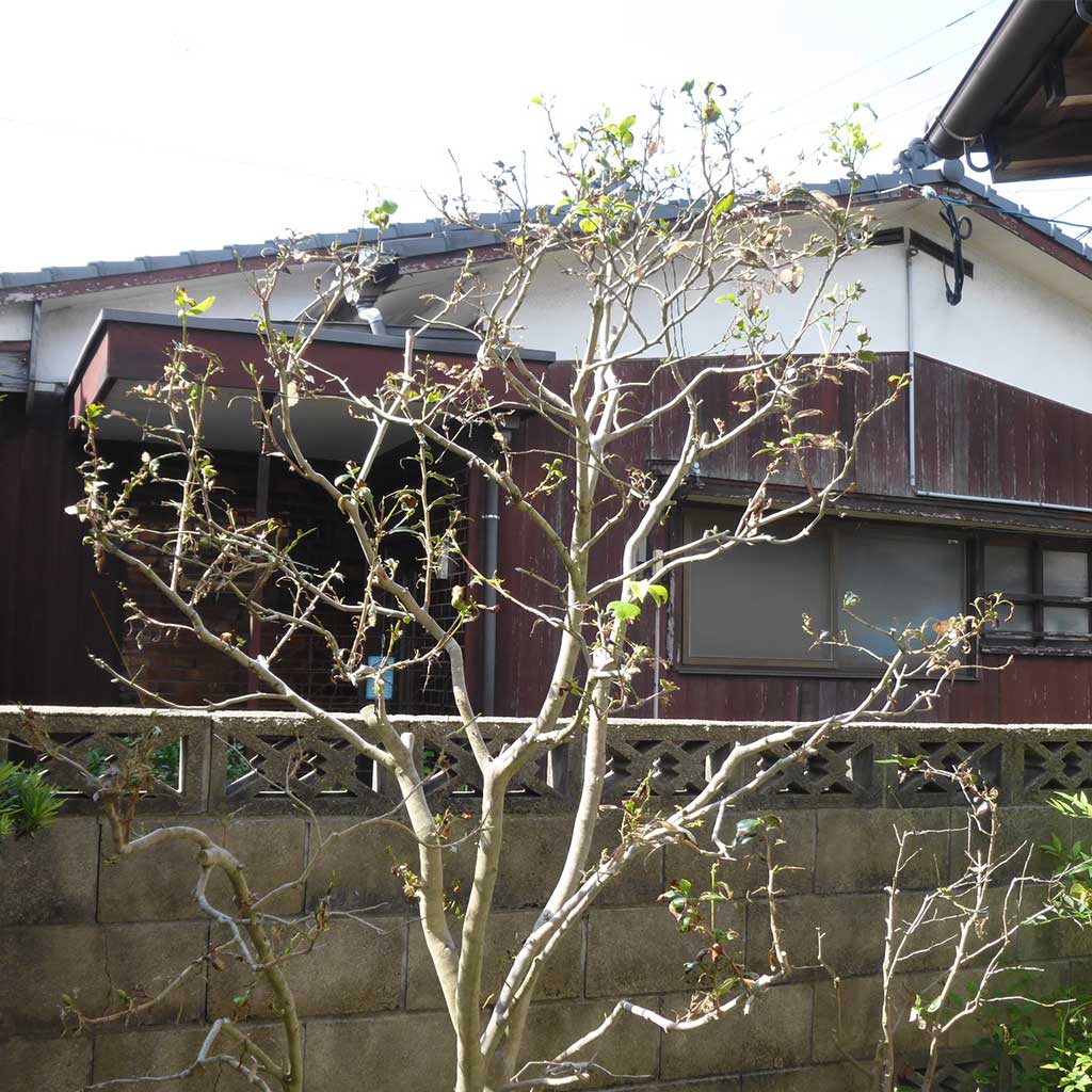 庭木の消毒 害虫対策 宮原福樹園