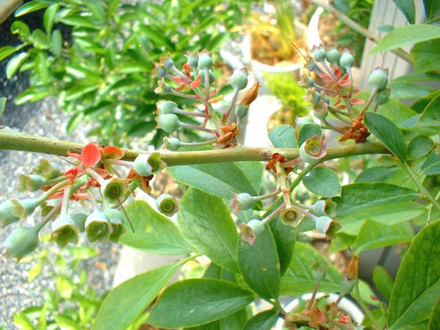 ブルーベリーの手入れや剪定 宮原福樹園