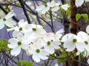 アメリカハナミズキ（花水木）の手入れ