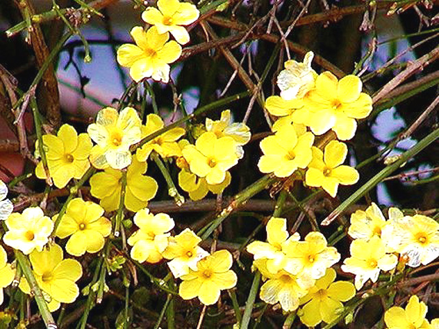 オウバイ 黄梅 の手入れや剪定 宮原福樹園