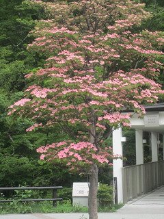 ヤマボウシ 山法師 の手入れや剪定 宮原福樹園