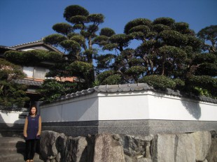 筑紫野市永岡　Y様邸　剪定