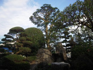 筑紫野市永岡　Y様邸　剪定