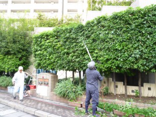 福岡市博多区吉塚　ステーションアヴェニュー様　定期植栽管理