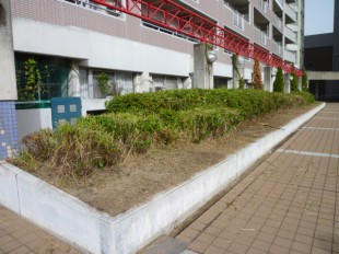 福岡市博多区吉塚　ステーションアヴェニュー様　定期植栽管理