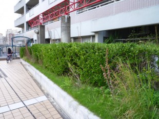 福岡市博多区吉塚　ステーションアヴェニュー様　定期植栽管理