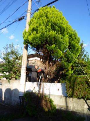 福岡市東区奈多　Y様邸　伐採工事