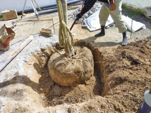 大野城市スイーツショップ　「バニラの実」様　庭園植栽工事