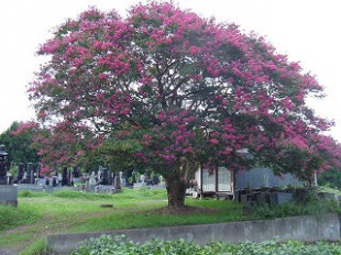 サルスベリ（百日紅）の手入れ