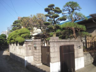 筑紫野市湯町　Y様邸　松の剪定