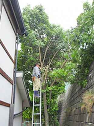 大野城市南ヶ丘　ふくもり写真館様　高木カシノキ剪定　