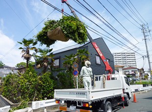 筑紫野市二日市北　Ｗ様邸　カシノキ高木剪定