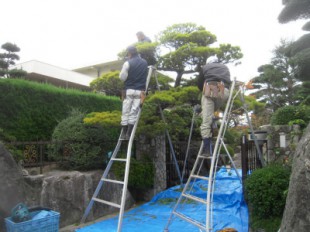 大野城市　H様邸　松の手入れ