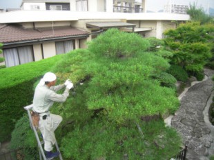 大野城市　H様邸　松の手入れ