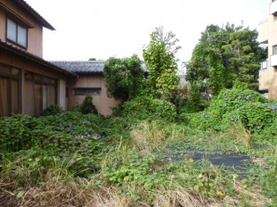 博多区美野島　M様邸　庭木の管理