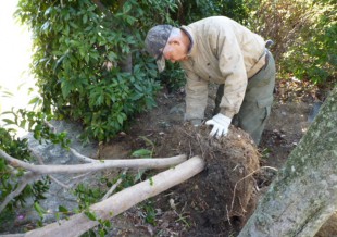 春日市小倉　N様邸　庭木の移植・植え込み工事