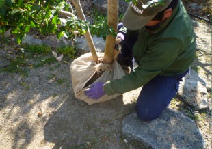 春日市小倉　N様邸　庭木の移植・植え込み工事