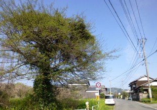 杷木町志波　T様邸　高木樹伐採・空き地の管理