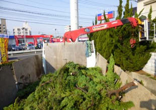 通古賀　福岡日産様　カイヅカ剪定