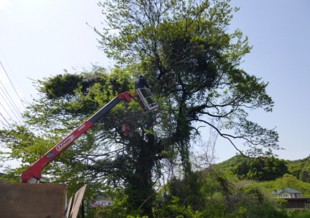 杷木町志波　T様邸　高木樹伐採・空き地の管理