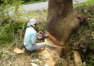 杷木町志波　T様邸　高木樹伐採・空き地の管理