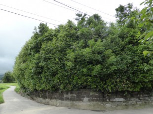 鳥栖市　剪定工事