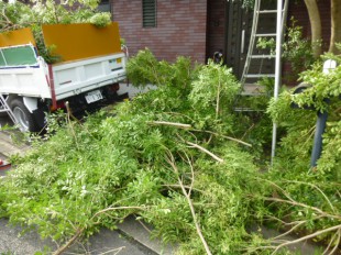 トネリコ１本の剪定枝で３トンダンプ満載になりました