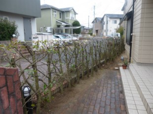 宇美町四王寺坂 レッドロビン剪定