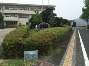 学校正面前サツキツツジ剪定前