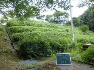 ヒラドツツジ剪定作業前