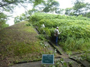 ヒラドツツジ剪定作業