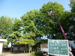 アメリカフウ剪定作業中