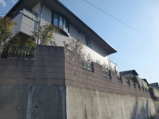 粕屋町志免　レッドロビン植え替え作業