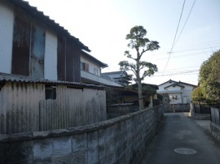 鳥栖市　高木伐採作業