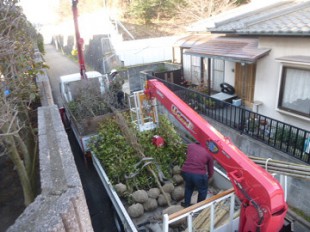 粕屋町志免　レッドロビン植え替え作業