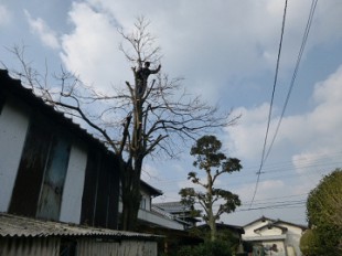 鳥栖市　高木伐採作業