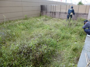 東区和白　マンション専用庭芝生張り作業