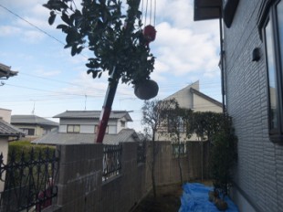 粕屋町志免　レッドロビン植え替え作業