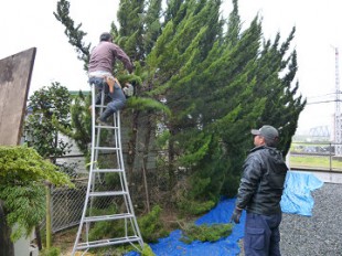 筑紫野市　マンションカイヅカ伐採作業