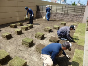 東区和白　マンション専用庭芝生張り作業