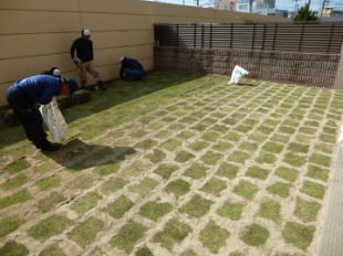 東区和白　マンション専用庭芝生張り作業