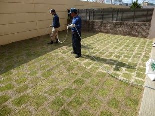 東区和白　マンション専用庭芝生張り作業