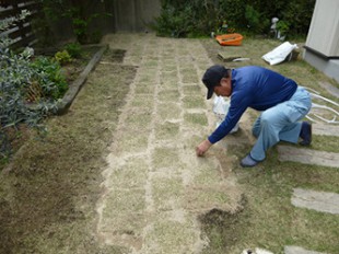 太宰府市　芝張り替え