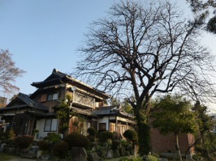 糟屋町須恵　伐採作業