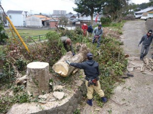 糟屋町須恵　伐採作業