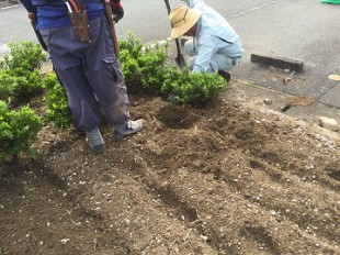 植込み作業