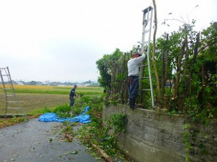 カシ生垣長梯子剪定中
